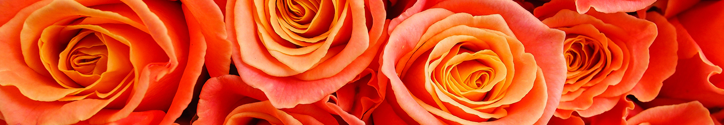 Orange Rosen