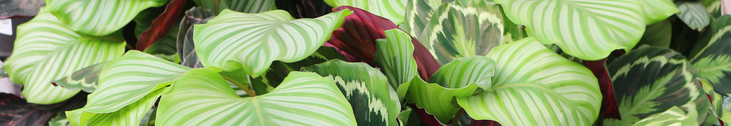 Calathea