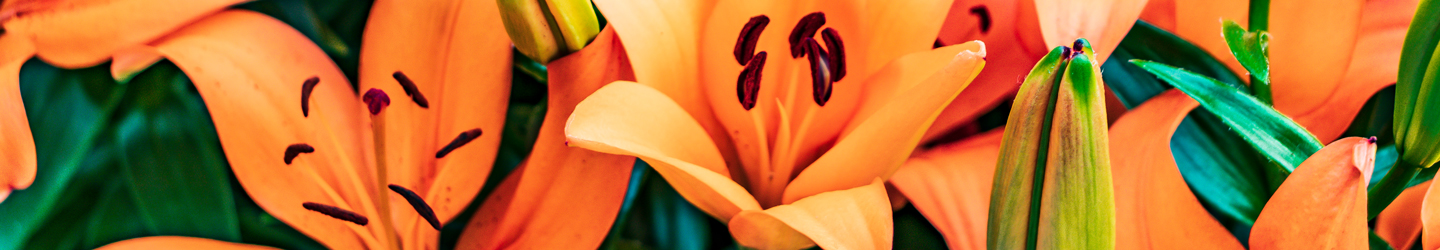 Lilien