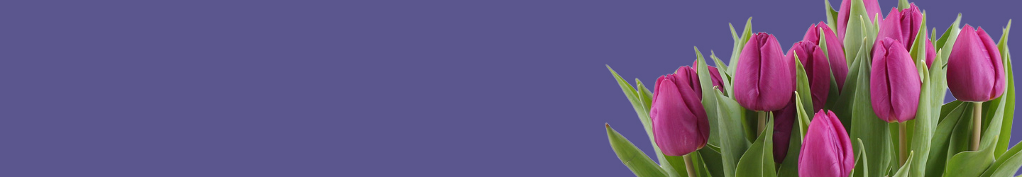 Lila Tulpen Lila Tulpen