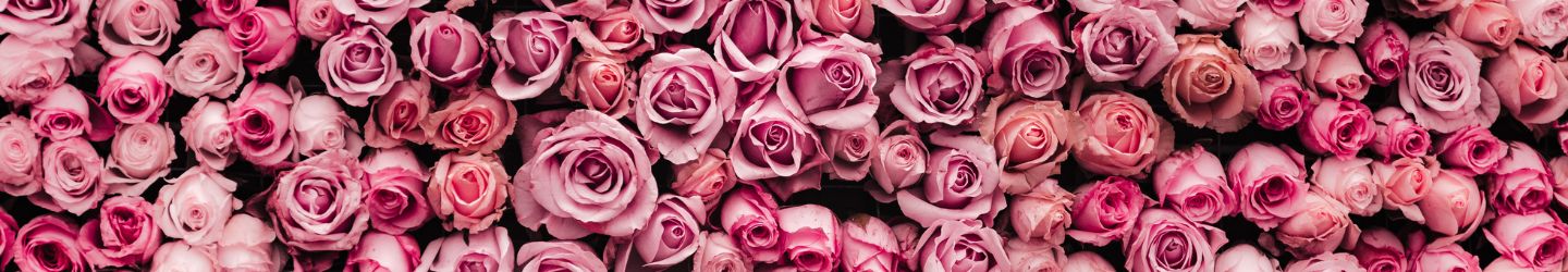 Rosa Rosen