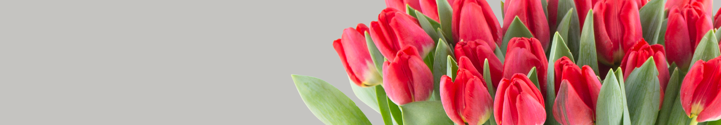 Rote Tulpen