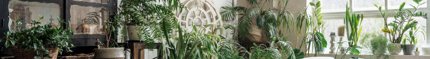 Urban Jungle