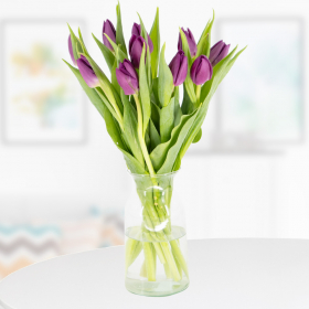 10 Lila Tulpen