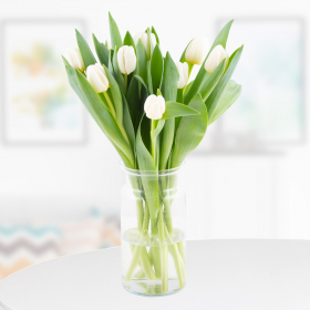 10 Weiße Tulpen