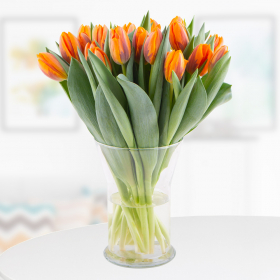 20 Orange Tulpen