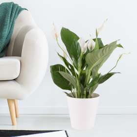 Einblatt (Spathiphyllum, 60 cm) + gratis Topf