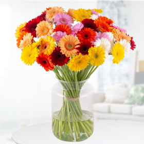 30 bunte Gerbera