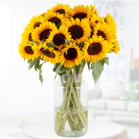 Sonnenblumen (20 Stück)