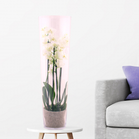 Weiße Orchidee + Glasvase | +/- 60 cm | ø 12 cm | Phalaenopsis