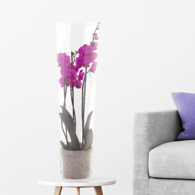 Lila Orchidee (Phalaenopsis, 60 cm) mit Glasvase
