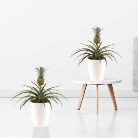 2er-Set Ananas-Pflanzen + gratis Töpfe | +/- 30 - 40 cm | ø 15 cm