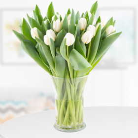 30 Weiße Tulpen