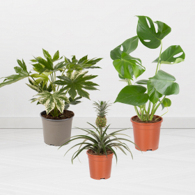 3er Pflanzen-Set | 30-80 cm | ø 12-17 cm | Ananas, Monstera, Zimmeraralie
