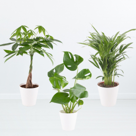 Luftreinigendes Trio (Areca, Pachira, Monstera)