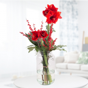 Winterliche Amaryllis