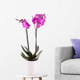 Lila Orchidee (Phalaenopsis, zwei Rispen, 70 cm) + gratis Topf