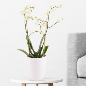 Weiße Schmetterlingsorchidee (Phalaenopsis multiflora, 50 cm) + gratis Topf
