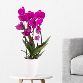 Lila Orchidee im Bogen (Phalaenopsis cascade, 50 cm) + gratis Topf
