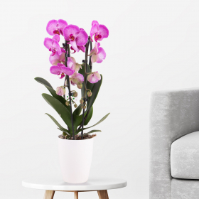 Gemusterte Orchidee im Bogen (Phalaenopsis cascade, 50 cm) + gratis Topf 