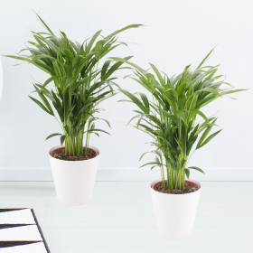 Zwei Goldfruchtpalmen (Areca-Palme, 60 cm) + zwei gratis Töpfe