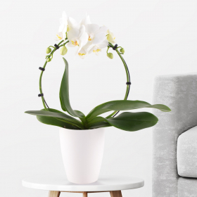 Orchideenbogen weiß