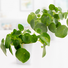 Zwei Pfannkuchenpflanzen (Pilea, 25 cm) + gratis Topf