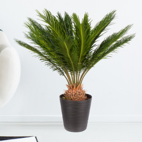 Palmfarn (Cycas revoluta, 60 cm)
