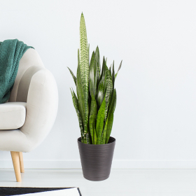 Bogenhanf (Sanseveria zeylanica, 85 cm)
