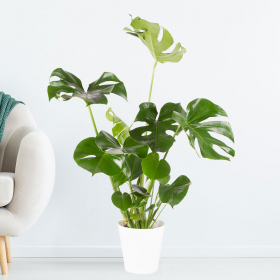 Monstera deliciosa XL + gratis Topf | +/- 80 cm | ø 17 cm | Fensterblatt