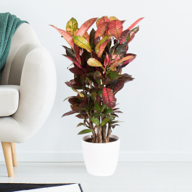 Kroton (Codiaeum “Mrs. Iceton“, 70 cm) + gratis Übertopf
