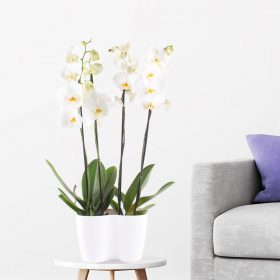 Zwei weiße Orchideen (Phalaenopsis, 70 cm) + gratis DUO-Topf
