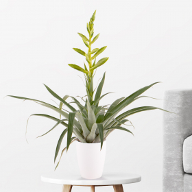 Bromelie Tillandsie (Tillandsia oerstediana, 65 cm)

