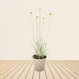 Trommelstöckchen + gratis Topf | +/- 50-60 cm | ø 19 cm | Craspedia globosa