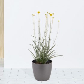 Trommelstöckchen + gratis Topf | +/- 50 cm | ø 19 cm | Craspedia globosa