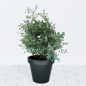 Eukalyptus-Busch + Topf | +/- 70 cm | ø 24 cm | Eucalyptus gunnii 