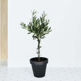 Olivenbaum + Topf | +/- 70 cm | ø 15 cm | Olea Europaea