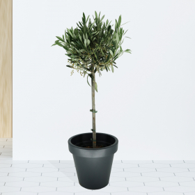 Olivenbaum + Topf | +/- 100 cm | ø 21 cm | Olea Europaea