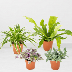 4er Pflanzen-Set | ø 10 - 12 cm | Tradescantia, Grünlilie, Senecio, Krokodilsfarn