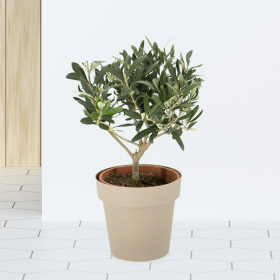 Olivenbaum (Busch) + gratis Topf | +/- 30-40 cm | ø 15 cm | Olea Europaea
