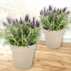 2er-Set Lavendel + gratis Töpfe | +/- 15-20 cm | ø 14 cm | Lavandula stoechas