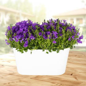 Zwei lila Glockenblumen + gratis DUO-Topf | +/- 20-25 cm | ø 12 cm | Campanula