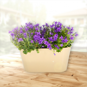 Zwei lila Glockenblumen + gratis DUO-Topf | +/- 15-20 cm | ø 12 cm | Campanula