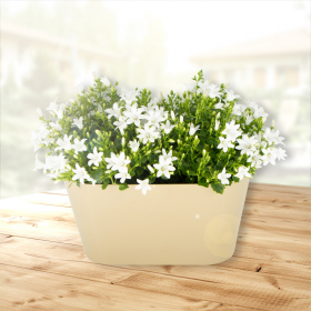 Zwei weiße Glockenblumen + gratis DUO-Topf | +/- 15-20 cm | ø 12 cm | Campanula