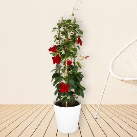 Rote Mandevilla Pyramide + gratis Topf | +/- 70-80 cm | ø 17 cm