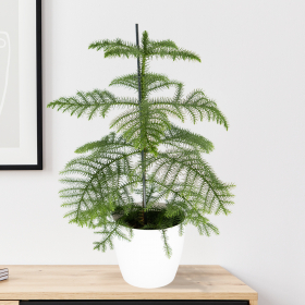 Zimmertanne + gratis Topf weiß | 70-80 cm | ø 17 cm | Araucaria