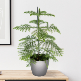 Zimmertanne + gratis Topf anthrazit | 70-80 cm | ø 17 cm | Araucaria