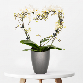 Weißer Orchideenbogen in Herzform + gratis Topf | +/- 40 cm | ø 12 cm | Phalaenopsis