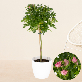Rosa Topfrose + gratis Topf | +/- 85 cm | ø 17 cm