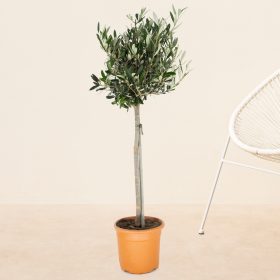 Olivenbaum | +/- 85 cm | ø 19 cm | Olea Europaea